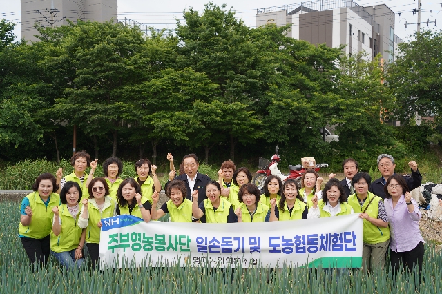 고향주부모임 농촌일손돕기(2025.06.12.) 대표 이미지